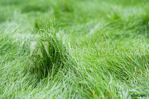 Picture of Green grass blurred background